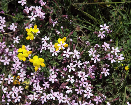 IMG_5648 Lotier corniculé (Lotus corniculatus L., 1753) et Saponaire de Montpellier (Saponaria ocymoides L., 1753)