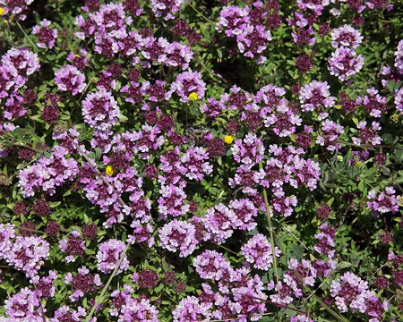 IMG_5651 Serpolet (Thymus serpyllum L.)