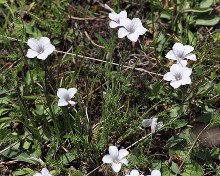 IMG_5668 Lin à feuilles de Salsola (Linum suffruticosum subsp. appressum (Caball.) Rivas Mart., 1978)