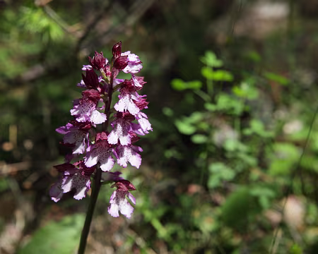 IMG_5671 Orchis pourpre (Orchis purpurea Huds.)