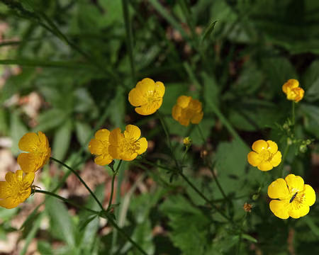 IMG_5677 Renoncule tubéreuse (ou Renoncule des bois) (Ranunculus tuberosus Lapeyr., 1813)