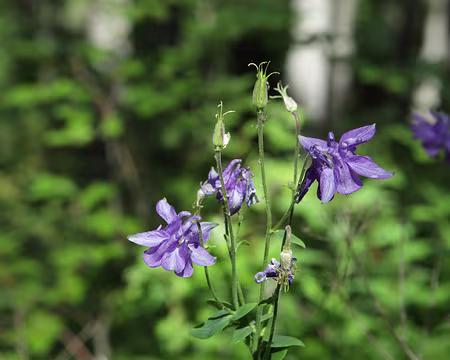 IMG_5680 Ancolie commune (Aquilegia vulgaris L., 1753)