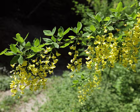 IMG_5681 Cytise aubour (Laburnum anagyroides Medik.)