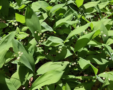 IMG_5682 Muguet de mai (Convallaria majalis L., 1753)