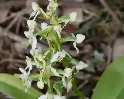 PXL086 orchidée blanche