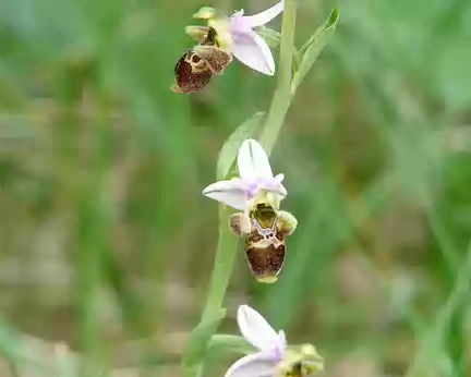 PXL089 orchidée