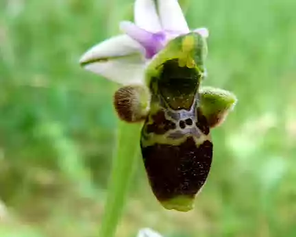 PXL036 ophrys bécasse