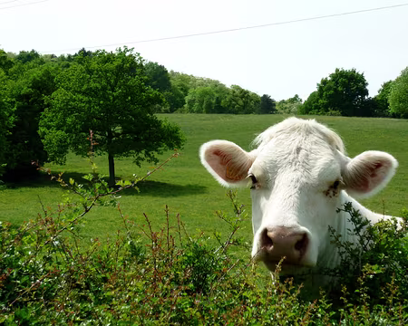 PXL005z961 Par dessus la haie