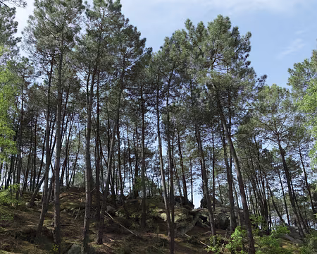 IMG_4215 Fontainebleau