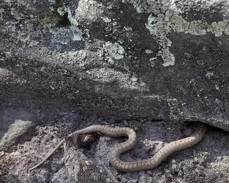 IMG_4304 Pas la peine de te cacher, on t'a vu !