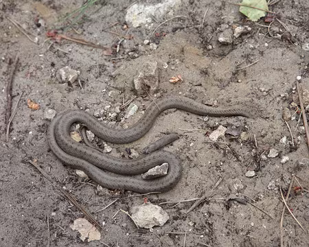 IMG_4386 Encore une qui se prend pour une autruche