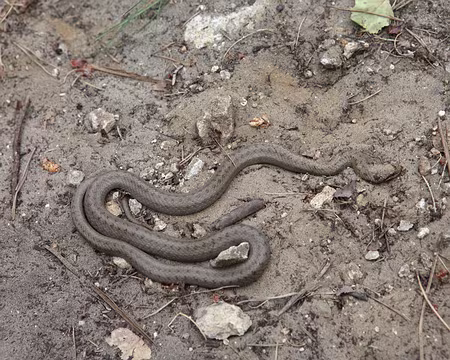 IMG_4387 On l'a dérangé peut-être ?