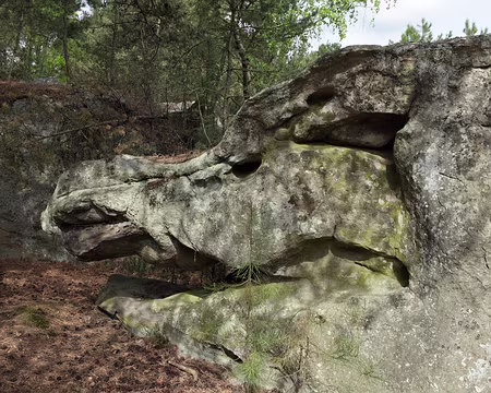 IMG_4389 Cheval, crocodile, ou phacochère ?