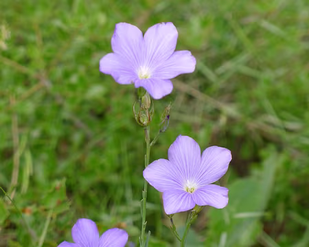 015 Jour 2. Fleur-que-je-ne-connais-pas.
