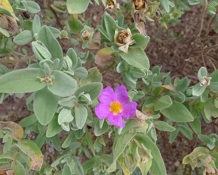 016 Ciste blanchâtre.