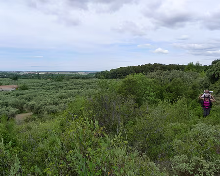 018 En bordure sud des Alpilles, le long de sentiers envahis par une végétation... piquante !