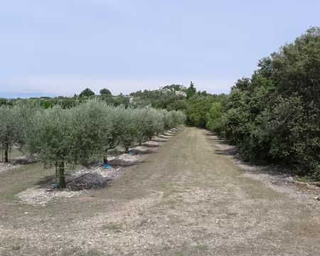 048 Champs d'oliviers autour d'Eygalières.