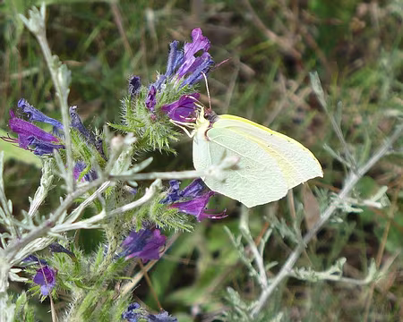059 Il n'a pas voulu poser les ailes ouvertes, mais elles sont d'un jaune-vert magnifique !
