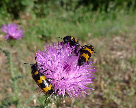064 Il y a de la place pour tout le monde !