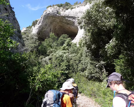 065 Jolie baume, dans le vallon du Suif.