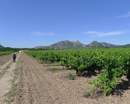 066 Passage dans les vignes pour rejoindre...