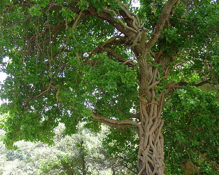 080 Un cas sévère de parasitisme !