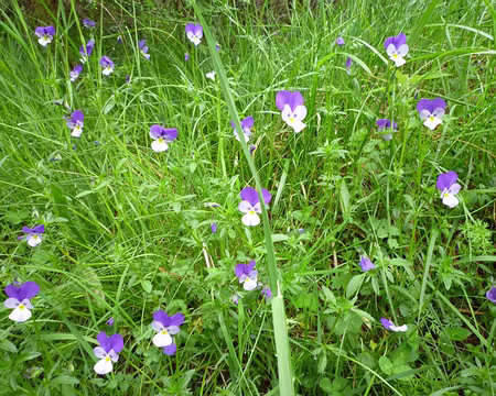 PXL000 On en profite pour herboriser