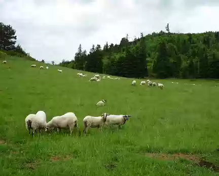 PXL010 Des moutons qui regardent...