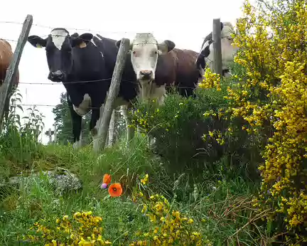PXL012 des vaches qui regardent...