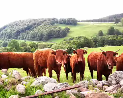 Randonnee Vaches de Salers - Acajou