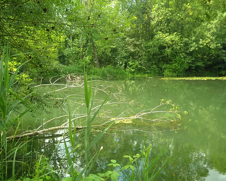 PXL003 Que d'herbes diverses