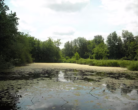 PXL007 Les nymphéas