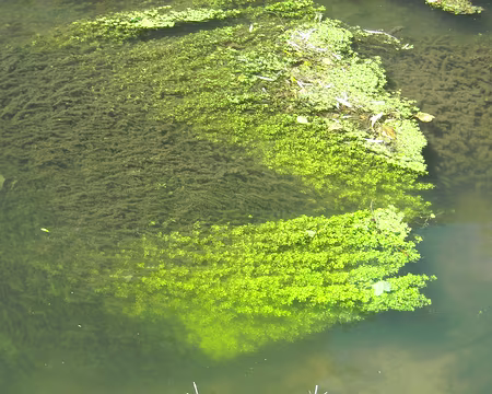 PXL021 Il doit y a avoir du monde sous ces algues!