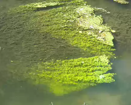 PXL021 Il doit y a avoir du monde sous ces algues!
