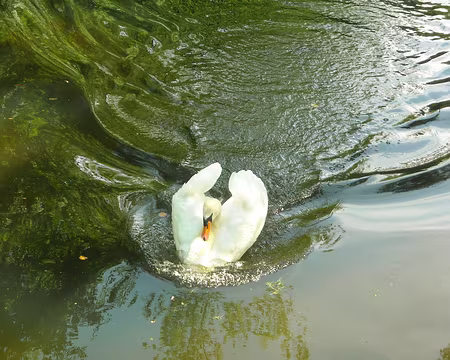 PXL023 ce cygne majestueux!?