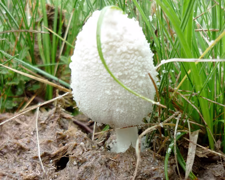 PXL007 Rubrique botanique (RB) 1 : champignon de bouse