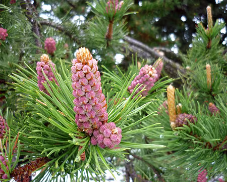 PXL008z979 RB 2 : Fleur de pin