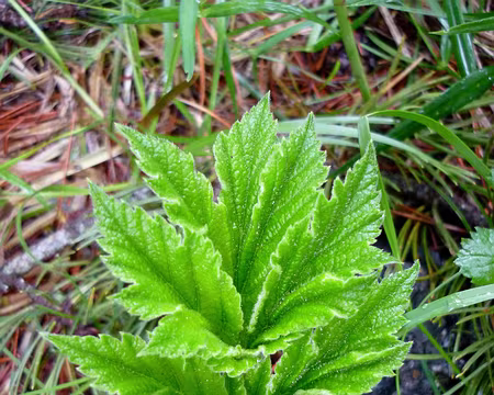 PXL009 RB 3 : Belle feuille