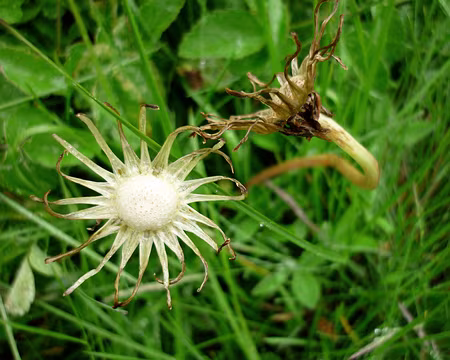 PXL010 RB 4 : fleur défleurie