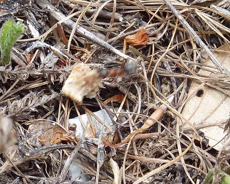 P1060637 même les fourmis aiment le pain d'épice de Madeleine
