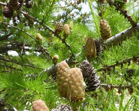 P1060642 conflit des générations !