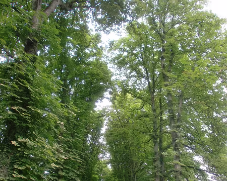 PXL044 un château dissimulé derrière une barrière d'arbres,