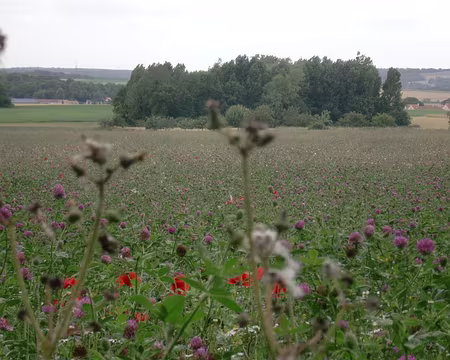 PXL051 le long de cultures colorées.