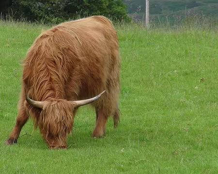 PXL011 Boeuf des Highlands