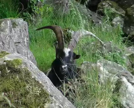 PXL023 Quel est cet animal qui se cache dans les fourrés au bord du lac ?