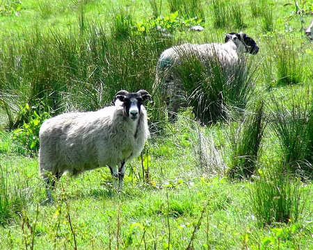 PXL027 Les moutons à tête noire