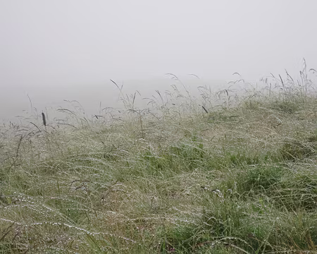 009 Gouttelettes sur le végétal.