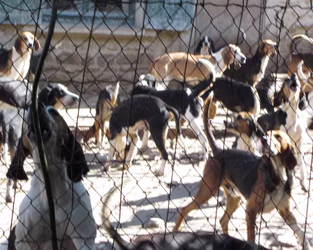 PXL001 Une meute de chasse à courre. On est à Bleau.