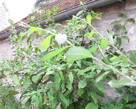 PXL005 Les phytolaques envahissent même les parterres.