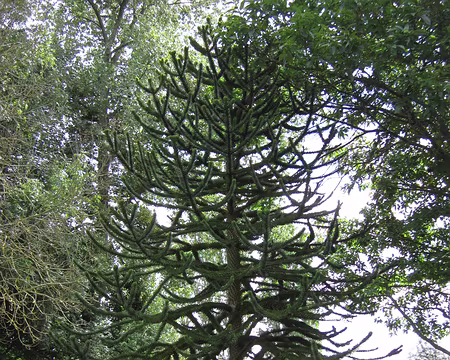PXL006 Avec cet araucaria, un petit air de Pacifique.